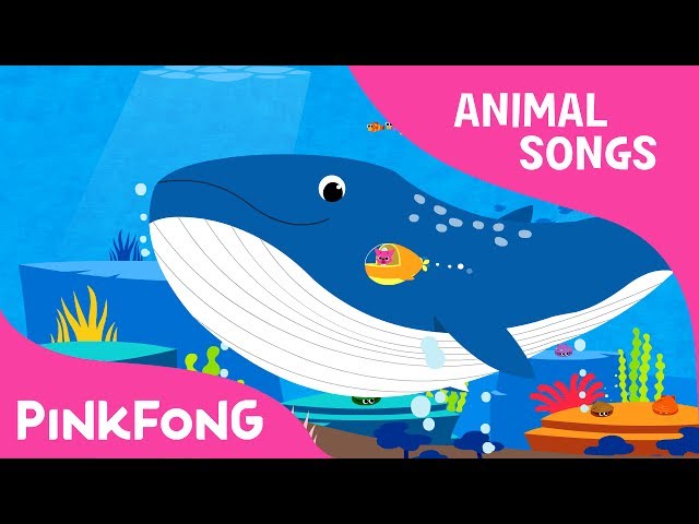 Whoosh, Blue Whale | Blue Whale | Animal Songs | Pinkfong Songs for Children