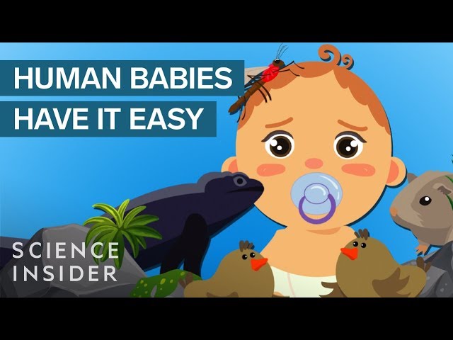 The 5 Most Extreme Babies In The Animal Kingdom