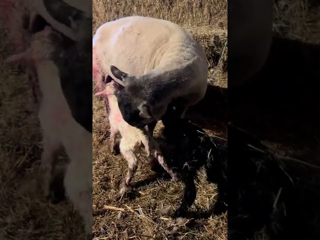 Rescuer's Joy as Orphaned Sheep Gives Birth to Lambs