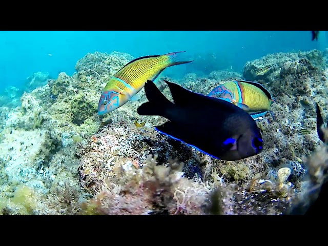 Podwodny świat - wyspy kanaryjskie / rafa koralowa teneryfa / kolorowe rybki