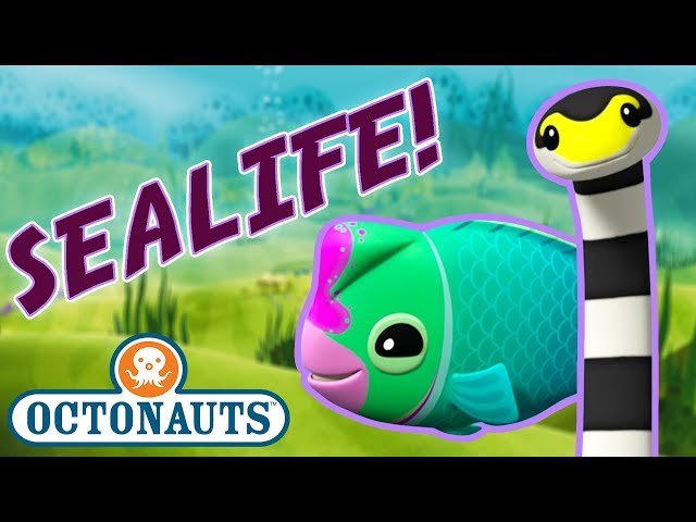 Octonauts - Learn about Sealife | Cartoons for Kids | Underwater Sea Education