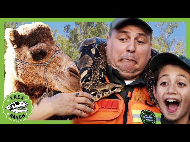 BRAND NEW! Reptacular Ranch | T-Rex Ranch Dinosaur Videos