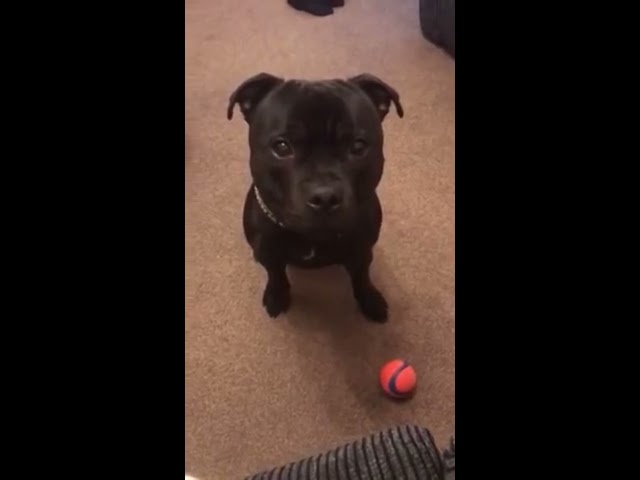 George the Staffy tidies up!