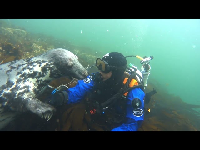 Friendly Seal Cuddles With Diver Off Northumberland Coast