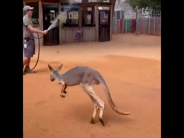 Baby Kangaroos Delighted by Water Hose at San Antonio Zoo