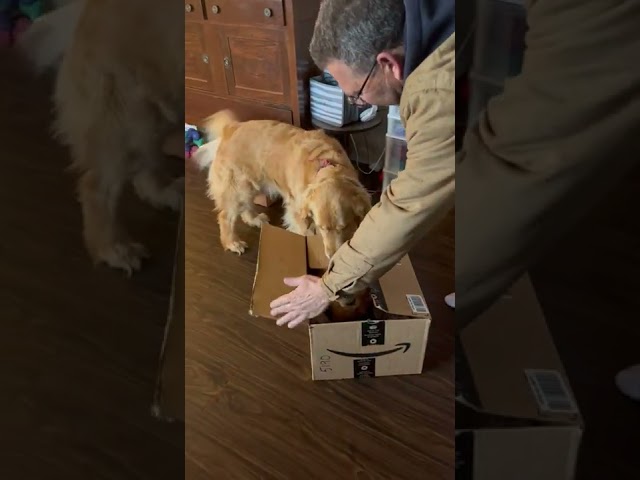Golden Retriever Over the Moon at New Puppy's Arrival