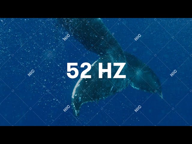 Sokół - 52Hz (Official Audio)