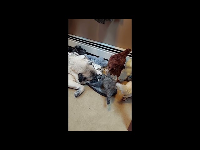 Pug Sleeps Through Chicks Chirping