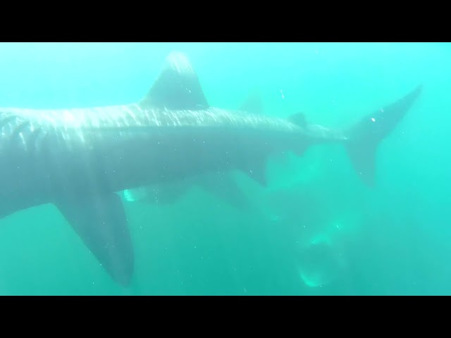 Kayaker Encounters Basking Sharks Off Irish Coast