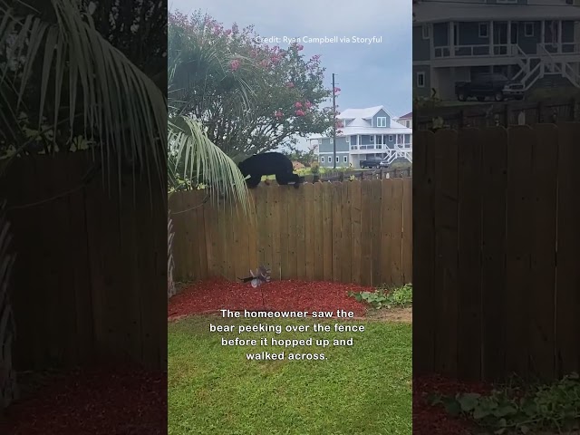 Bear Balances on Fence in Florida Neighborhood