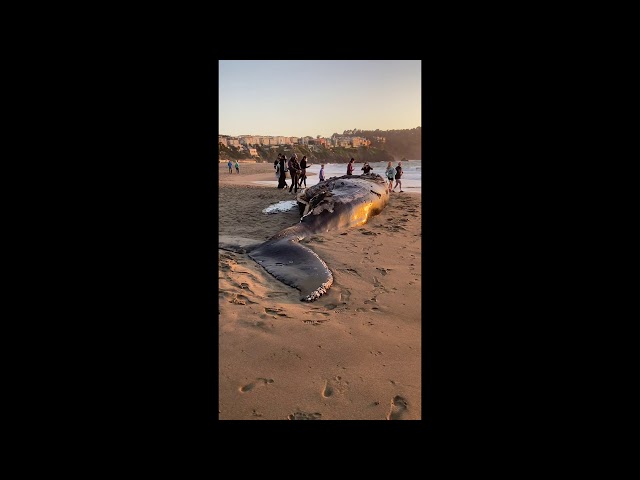 Whale Washes Up On Beach Near Golden Gate Bridge