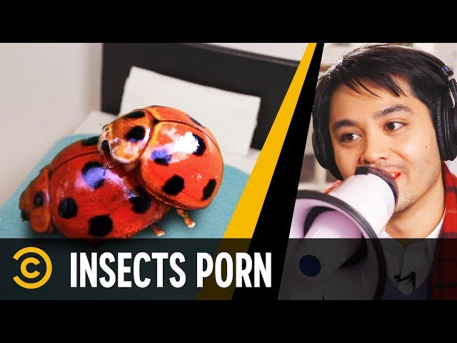 Insects Porn Director - Mini-Mocks