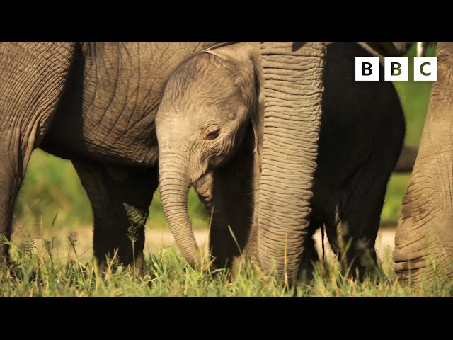 Elephant baby’s giant first steps 🐘👏 Dynasties II - BBC