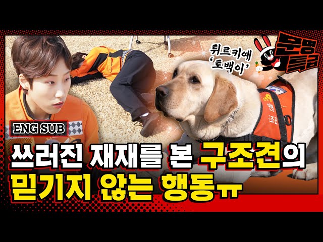 (SUB) The surprising reaction of Türkiye rescue dog Tobaek as soon as he saw JaeJae who collapsed