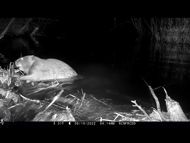 Busy Beaver Works Through Night Building Dam in South Lake Tahoe