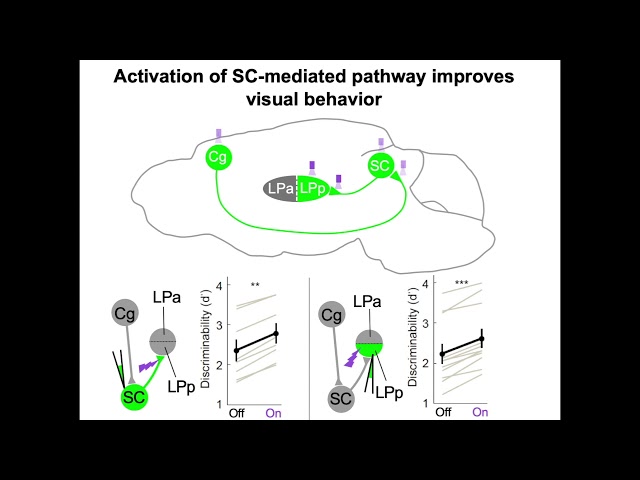 Cortico-tecto-pulvinar Circuits for Top-Down Visual Modulation