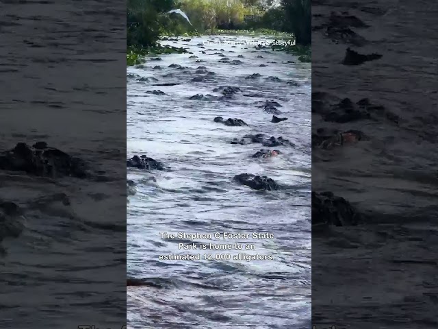Alligators Swarm Swamp in Georgia State Park