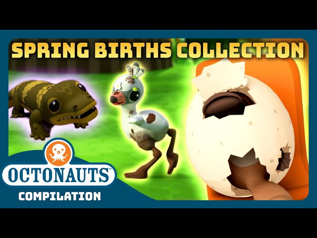 @Octonauts -  🌼 MEGA Spring Births Collection 🐣 | 3 Hours+ Easter Special Full Episodes Marathon