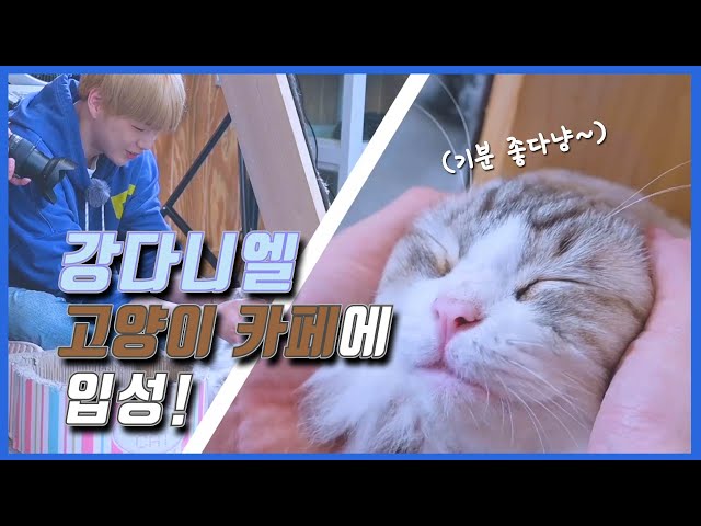 강다니엘 '녤집사' 모먼트 in 고양이 카페 KANGDANIEL