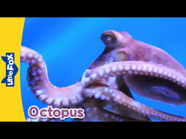 Meet the Animals | Octopus | Wild Animals | Stories for Kindergarten