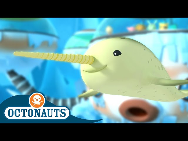 Octonauts - The Arctic Narwhal | Full Episode 20 | Cartoons for Kids | Underwater Sea Education