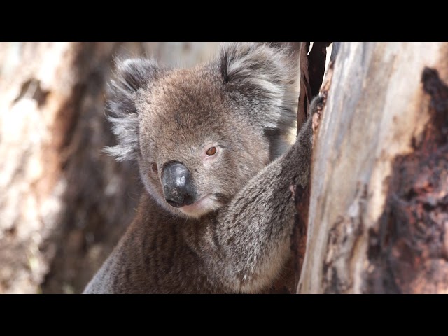 Koala climbing down the tree @ Belair National Park, South Australia