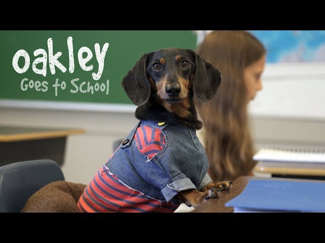 Ep 10: OAKLEY GOES TO SCHOOL - Cute Dog Video School Day