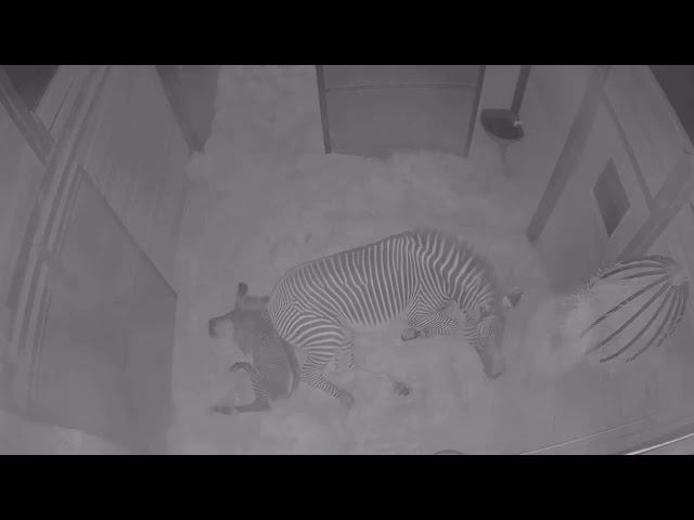 Zebra Delivers First Foal Ever Born at Florida's Brevard Zoo