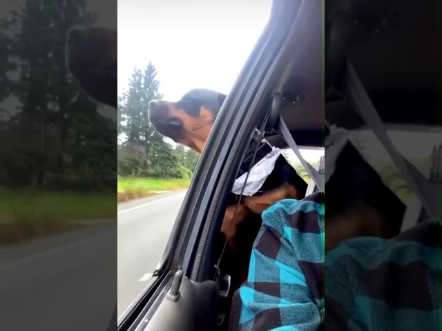 Dog Tries Biting Passing Cars From Back Seat Window