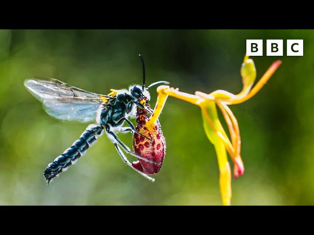 The plant that catfishes 🐝 😲  The Green Planet 🌱 BBC