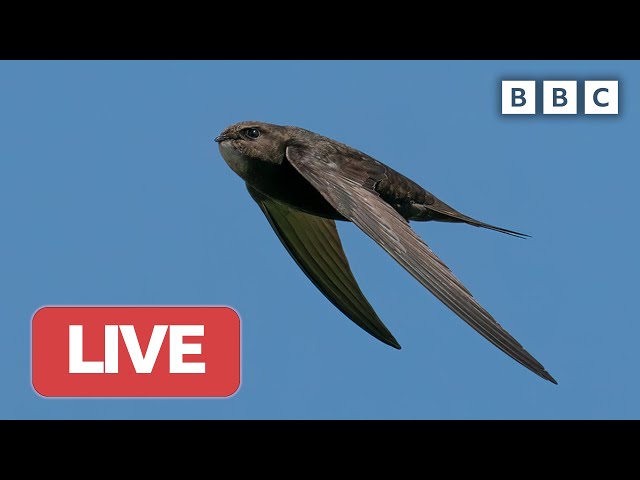 🔴 LIVE wildlife cameras 🐥 14 June 🌺 BBC Springwatch 2023