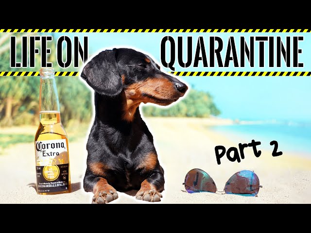 Ep#2: Life on QUARANTINE - PART 2 (Funny Dogs Staying Home!)