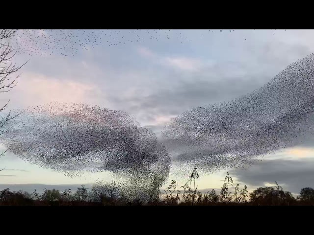 ‘Stunning’ Starling Murmuration Fill Sky Above the English Countryside