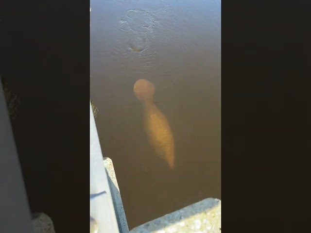 Manatee Swims Close Behind Alligator in Florida State Park