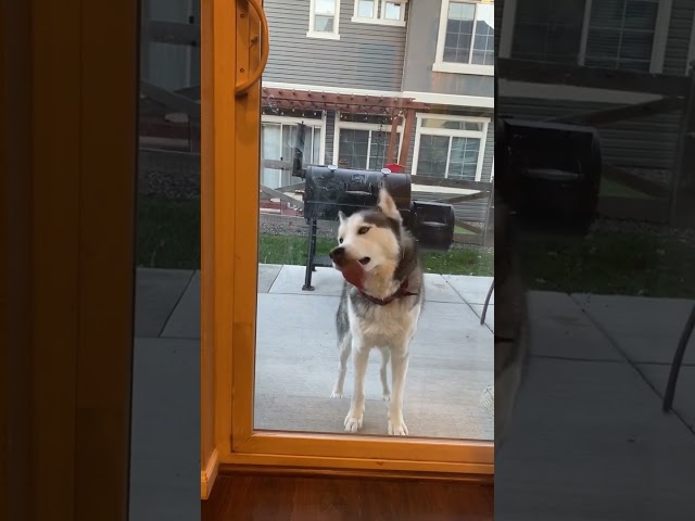 Plain Sill-y: Husky Can't Stop Licking Window