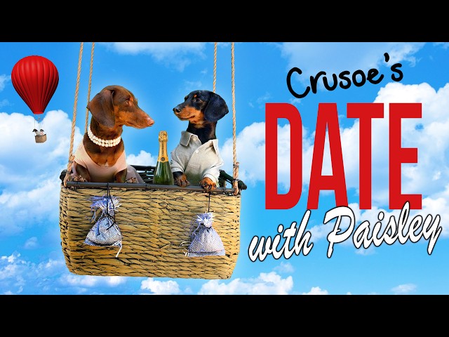 Ep 4: Crusoe the Dachshund's Date with Paisley! Cute/Funny Dog Date!
