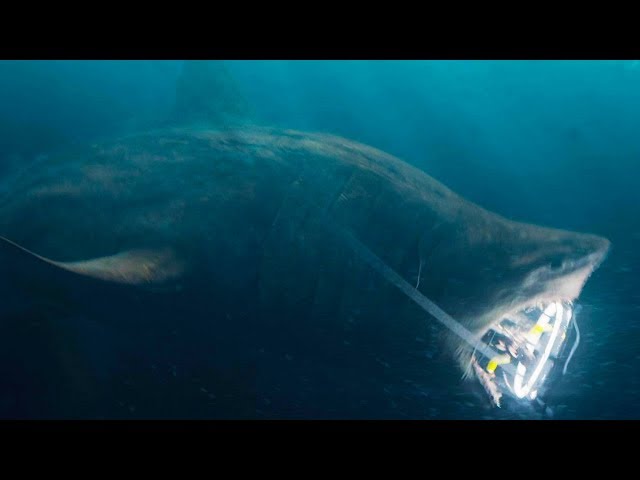 Ozzy Man Reviews: THE MEG Exclusive Clip