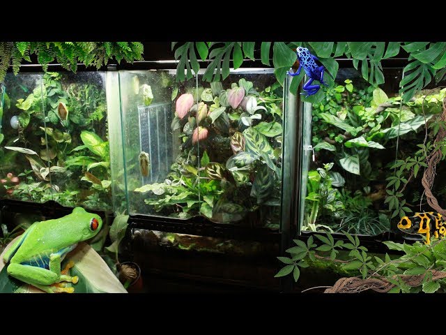 50 Frogs and 500 Plants!!! Frog room tour 2019 | Electra Snow
