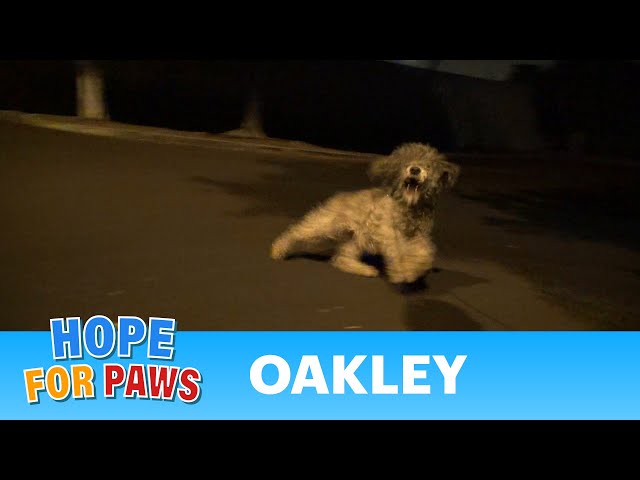Saving Oakley in a late night rescue mission.  Please help her find a home. #story