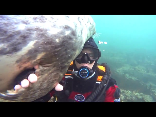 Friendly Grey Seals ‘Shakes’ Diver’s Hand Off England's Northumberland Coast