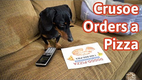 Funny Dog Commercials (Branded Videos)