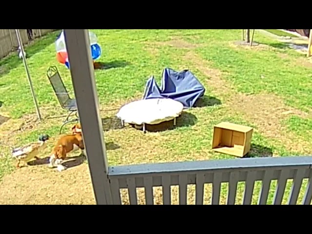 Duck, Duck, Dog! Mallard Chases Basset Hound Puppy Around Ohio Backyard