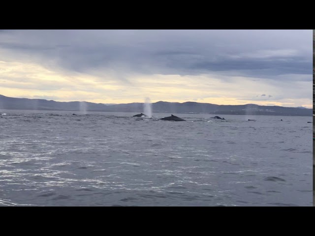 Huge Whale Pod Spotted off Australia's East Coast