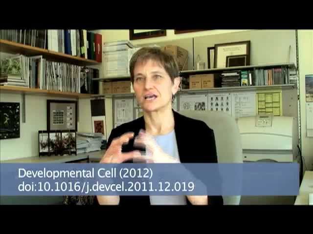 Developmental Cell Gao/Krause Video Abstract