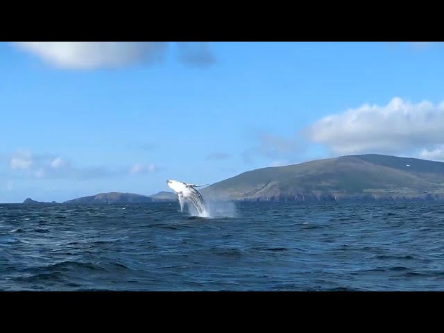 Tourists Thrilled to Witness Whale Breach Off Ireland Coast