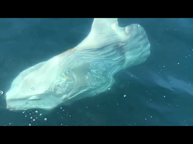 'Prehistoric Looking': Footage Captures Huge Ocean Sunfish Off San Diego