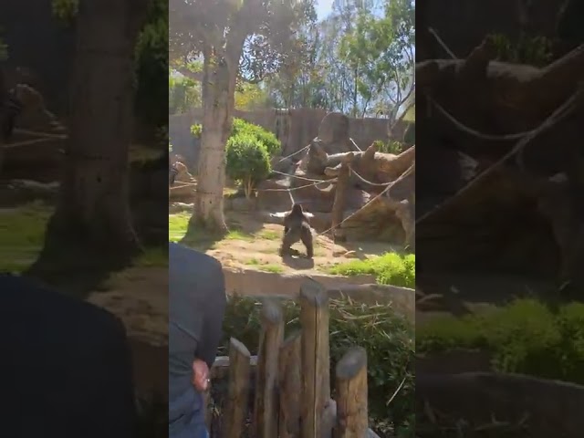 Gorilla Chases Stray Dog That Entered Enclosure at San Diego Zoo