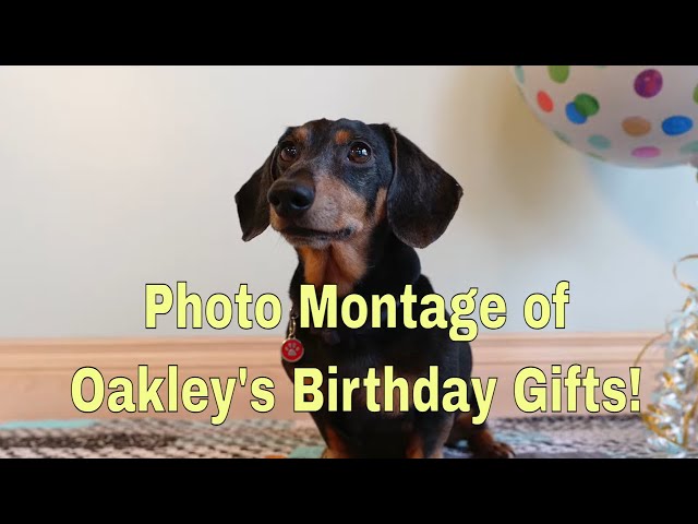 Oakley with all his birthday gifts (photo montage)
