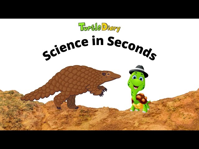 How Does a Pangolin Get Food?  *Science in Seconds* TurtleDiary.com