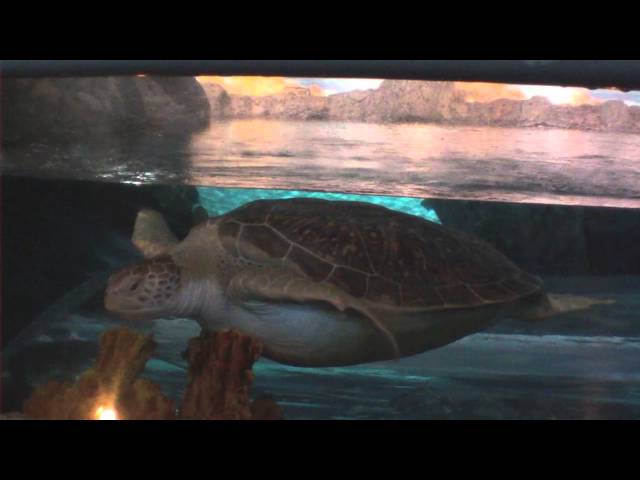 Sea Turtle at Ripley's Aquarium in Tennessee